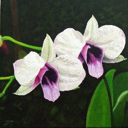 Orquideas 1